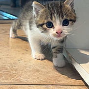 Bounty participe au concours pour gagner de l'argent avec cette photo : kitten, cat, cute, animal, pet, young, fur, whiskers, curious, exploring, indoors, floor, tile, small, walking, tabby, white, brown, closeup, adorable