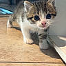kitten, cat, cute, animal, pet, young, fur, whiskers, curious, exploring, indoors, floor, tile, small, walking, tabby, white, brown, closeup, adorable