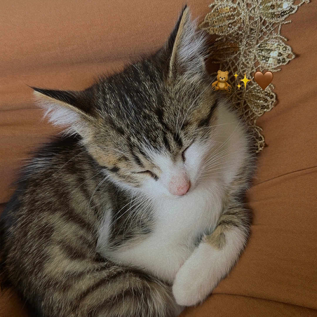 Bounty participe au concours pour gagner de l'argent avec cette photo : cat, kitten, sleeping, tabby, fur, whiskers, ears, paw, brown, fabric, lace, cozy, resting, cute, pet, animal, indoor, closeup, peaceful, soft