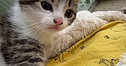Bounty a rejoint le concours — aidez-le/la à gagner de superbes lots ! kitten, cat, tabby, white_fur, indoor, blanket, cozy, window, raindrops, curious, young_animal, pet, soft_fur, closeup, cute, animal, comfort, resting, feline, clinging