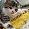 kitten, cat, tabby, white_fur, indoor, blanket, cozy, window, raindrops, curious, young_animal, pet, soft_fur, closeup, cute, animal, comfort, resting, feline, clinging
