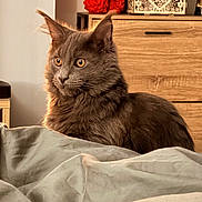 Arak a rejoint le concours — aidez-le/la à gagner de superbes lots ! alert, animal, bed, blanket, cat, cozy, decor, domestic, ears, fur, furniture, gray_cat, indoor, orange_eyes, pet, portrait, red_rose_bear, room, whiskers, wooden_drawer