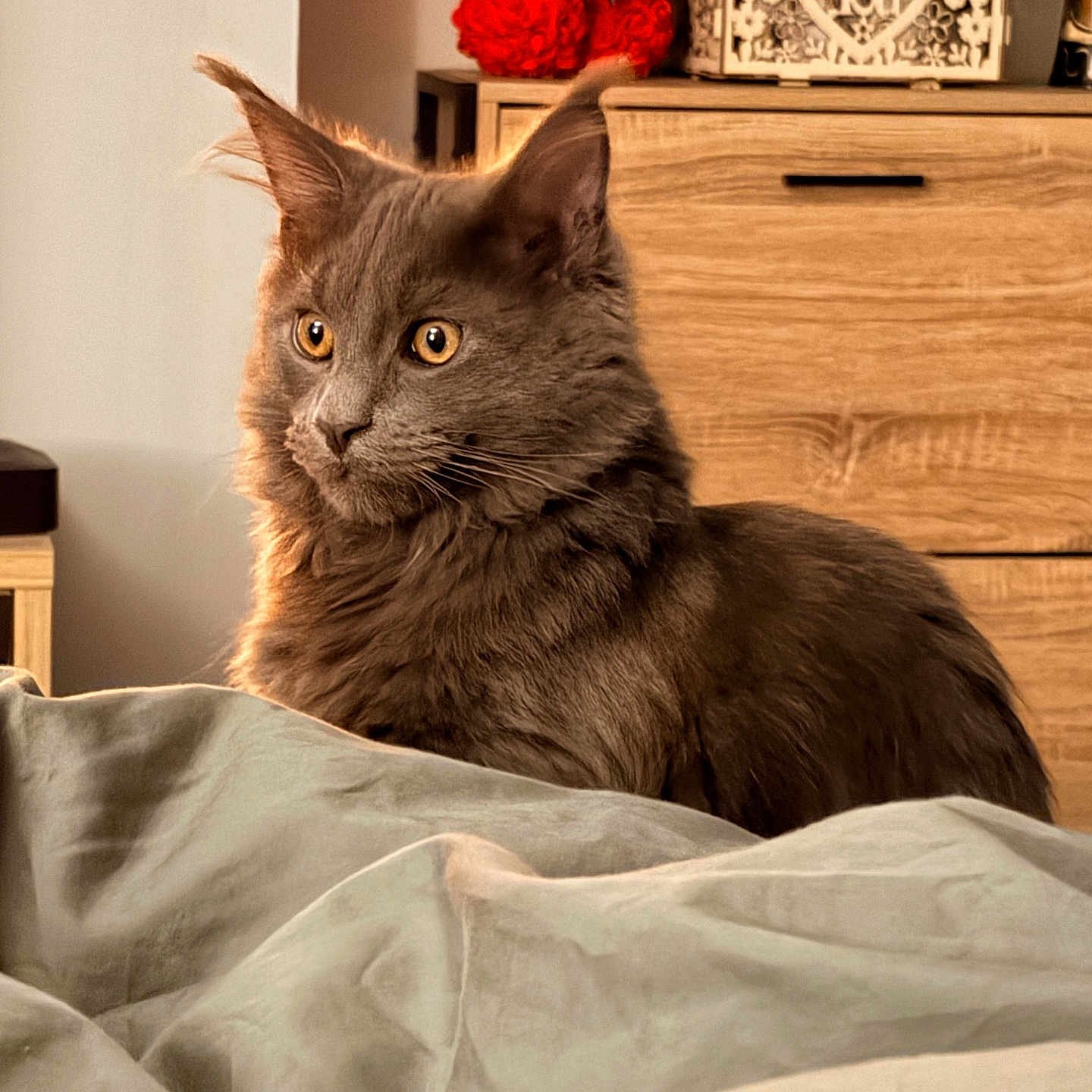 Arak a rejoint le concours — aidez-le/la à gagner de superbes lots ! alert, animal, bed, blanket, cat, cozy, decor, domestic, ears, fur, furniture, gray_cat, indoor, orange_eyes, pet, portrait, red_rose_bear, room, whiskers, wooden_drawer