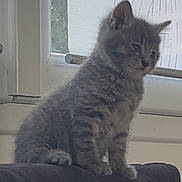 Crapule participe au concours pour gagner de l'argent avec cette photo : kitten, gray_cat, pet, animal, feline, indoor, couch, window, domestic_animal, young_cat, fur, cute, sitting, side_view, whiskers, ears, soft_light, household, curtain, resting