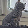 kitten, gray_cat, pet, animal, feline, indoor, couch, window, domestic_animal, young_cat, fur, cute, sitting, side_view, whiskers, ears, soft_light, household, curtain, resting