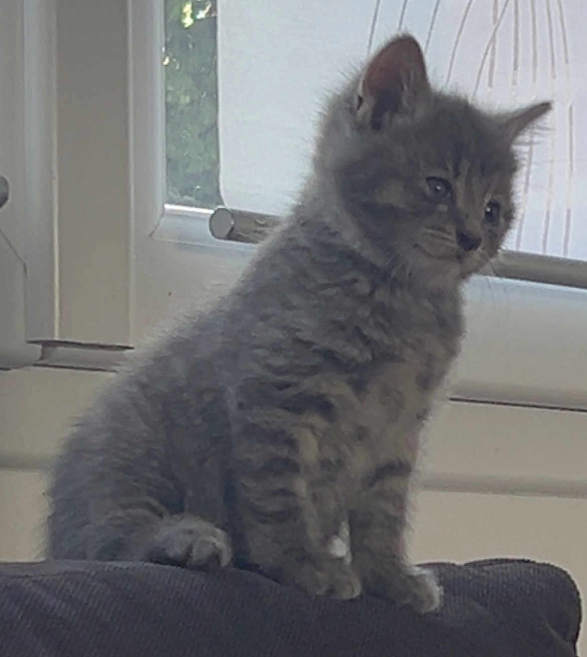 Crapule participe au concours pour gagner de l'argent avec cette photo : kitten, gray_cat, pet, animal, feline, indoor, couch, window, domestic_animal, young_cat, fur, cute, sitting, side_view, whiskers, ears, soft_light, household, curtain, resting