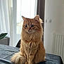 animal, cat, cozy, curtains, domestic_cat, ears, feline, fluffy, fur, home, indoor, orange_cat, pet, sitting, soft_light, table, tablecloth, tail, whiskers, window