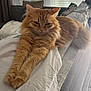 animal, blinds, cat, couch, cozy, fluffy, fur, furniture, ginger_cat, indoor, living_room, pet, pillow, relaxed, resting, sleepy, stretching, tabby, white_cloth, window