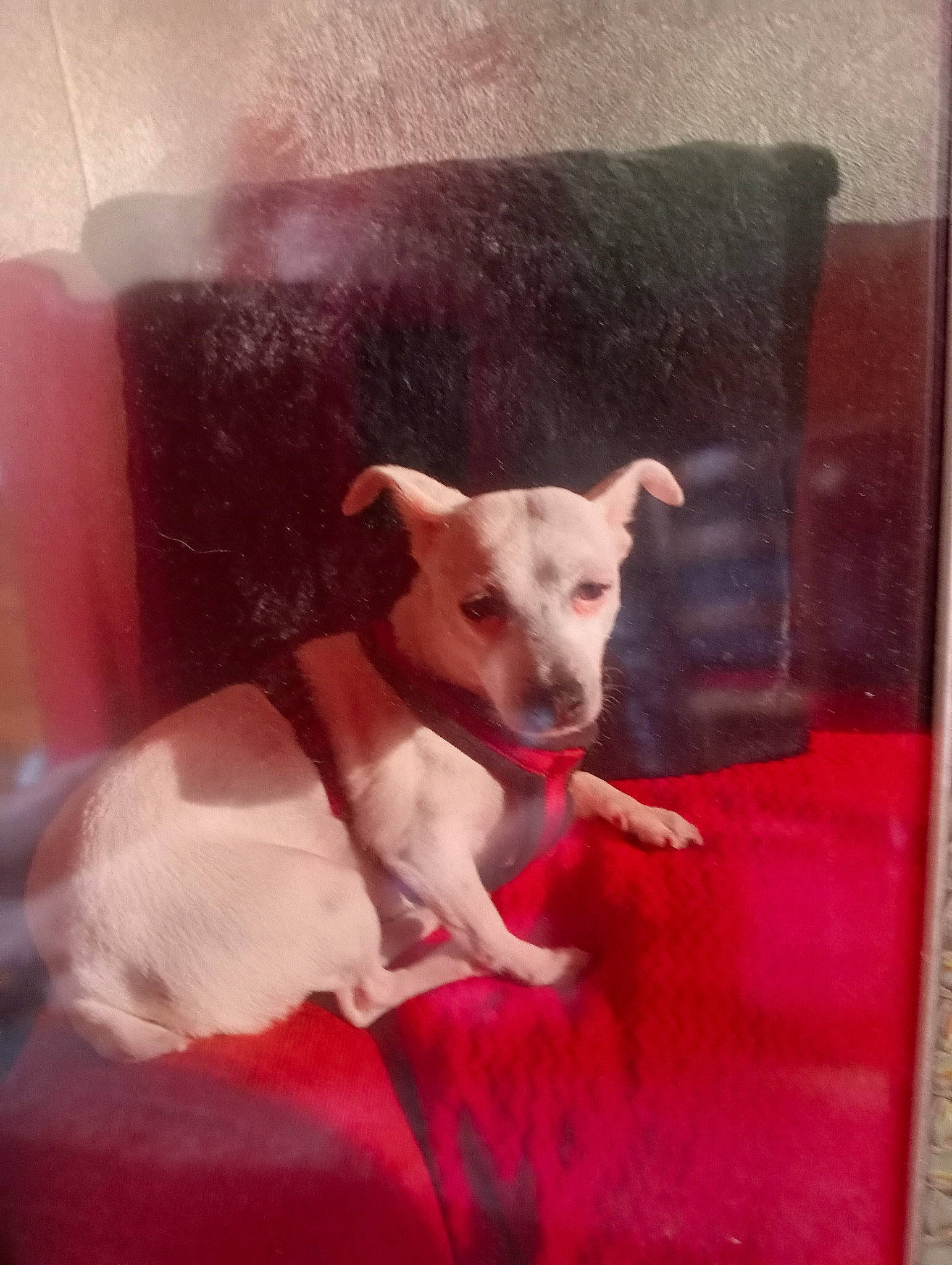 Kissi participe au concours pour gagner de l'argent avec cette photo : canidae, carnivore, comfort, companion_dog, dog, dog_breed, fawn, love, metal, non_sporting_group, paw, puppy, rectangle, snout, sporting_group, square, tail, terrestrial_animal, wood, working_animal