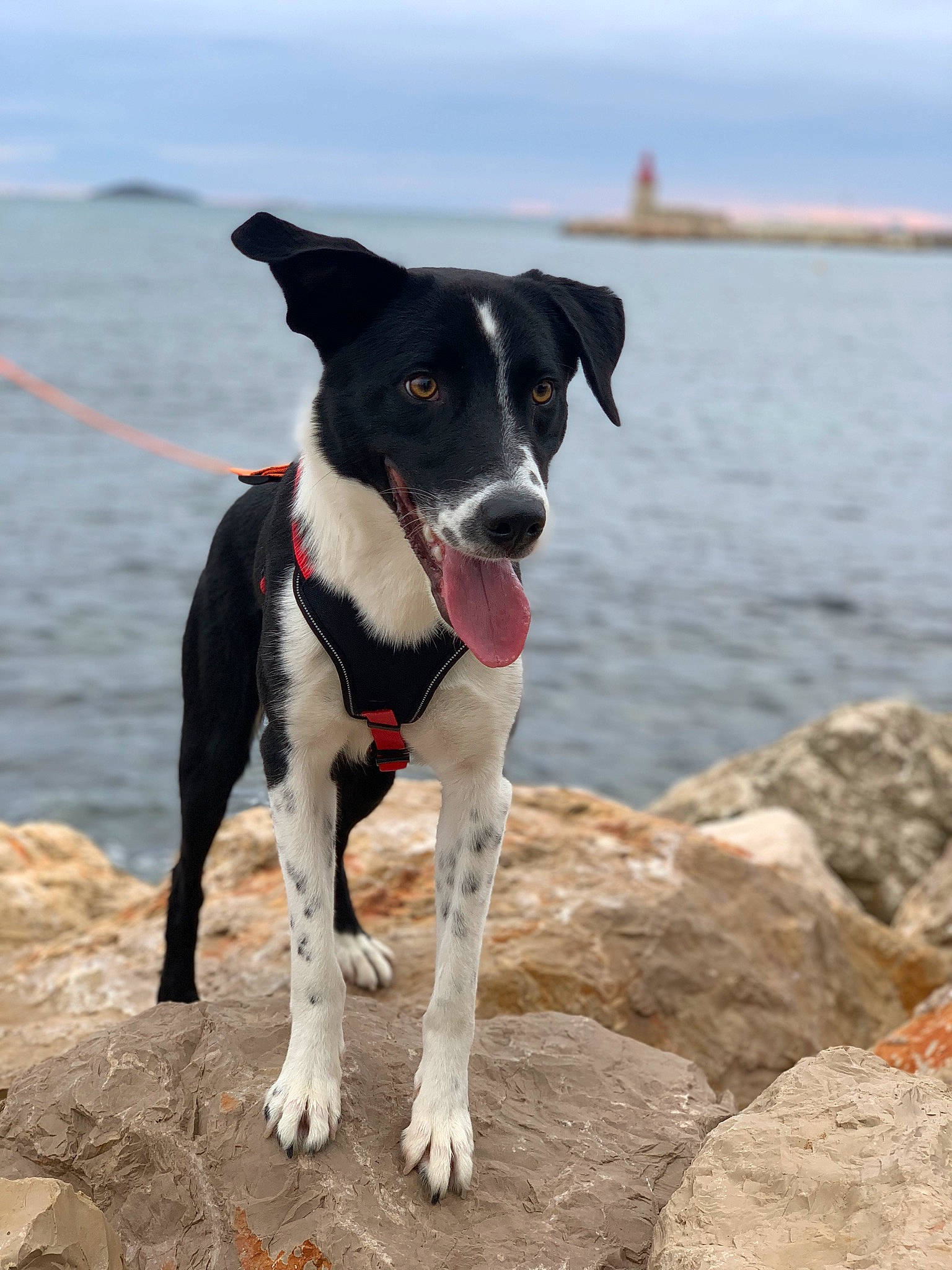 Scooby a rejoint le concours — aidez-le/la à gagner de superbes lots ! adventure, canidae, carnivore, cloud, collar, companion_dog, dog, dog_breed, dog_collar, dog_supply, fawn, lake, leash, recreation, sky, snout, sporting_group, walking, water, working_animal