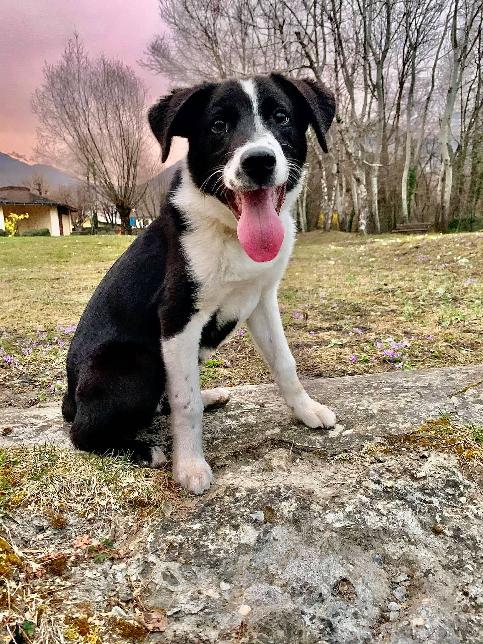 Scooby a rejoint le concours — aidez-le/la à gagner de superbes lots ! ball, borador, canidae, carnivore, cloud, companion_dog, dog, dog_breed, grass, guard_dog, gun_dog, herding_dog, mcnab, plant, pointing_breed, sky, soil, tail, tree, working_dog