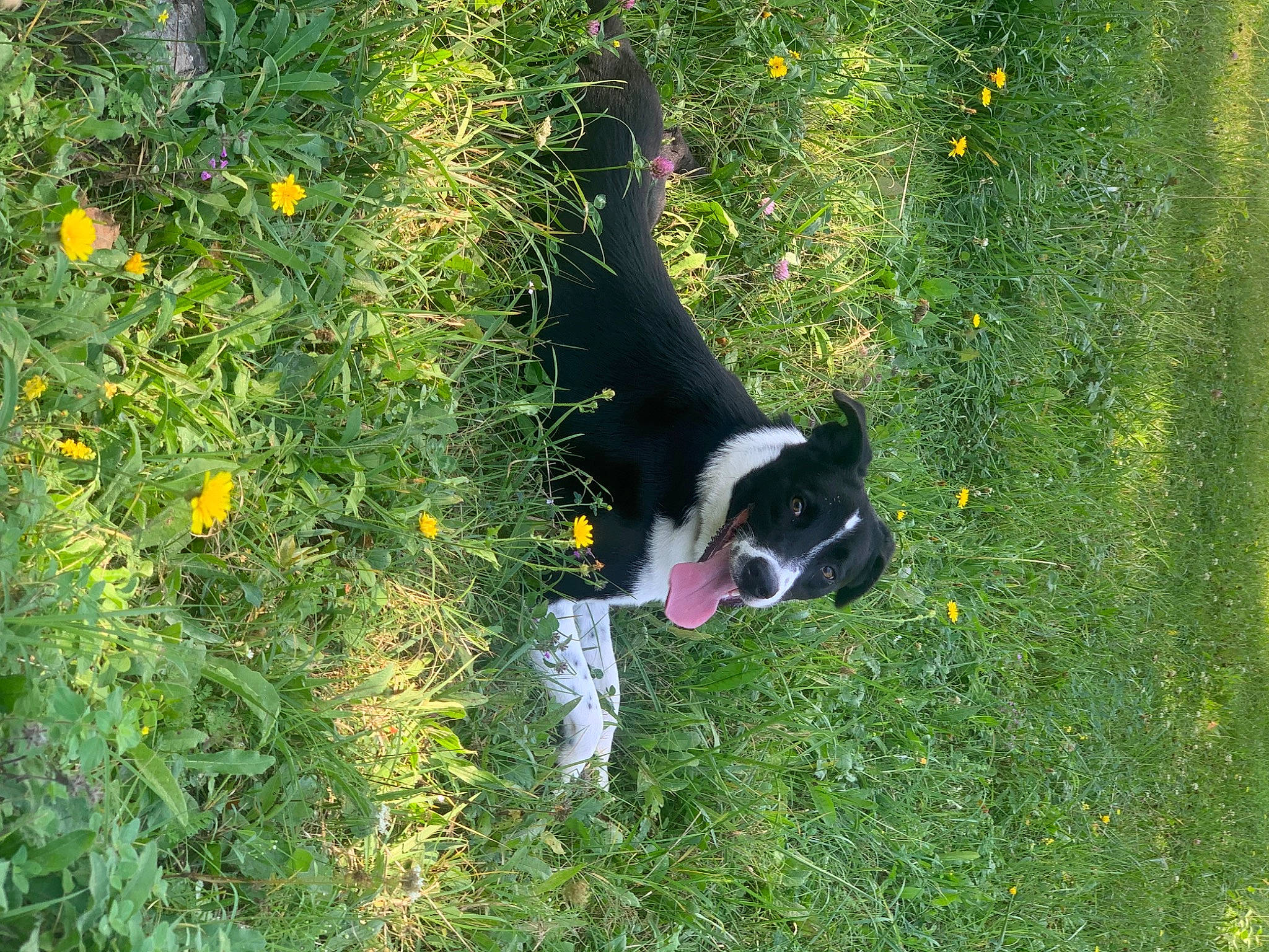 Scooby a rejoint le concours — aidez-le/la à gagner de superbes lots ! canidae, carnivore, companion_dog, dog, dog_breed, flower, grass, grass_family, grassland, herding_dog, meadow, pasture, plant, shrub, sporting_group, tail, terrestrial_animal, tree, working_animal, working_dog