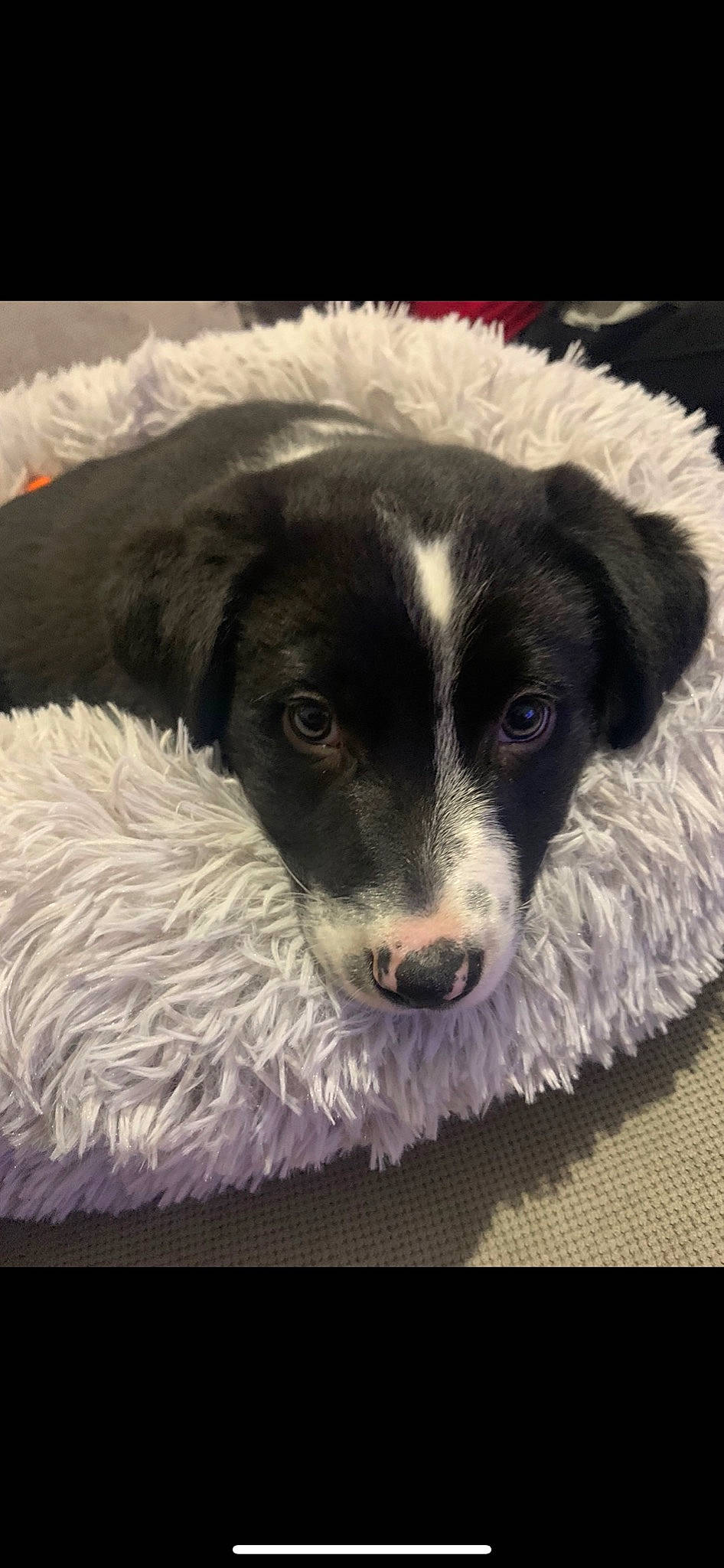 Scooby a rejoint le concours — aidez-le/la à gagner de superbes lots ! borador, border_collie, canidae, carnivore, chair, companion_dog, dog, dog_breed, fur, paw, puppy, snout, sporting_group, square, terrestrial_animal, terrier, toy, whiskers, working_animal, working_dog