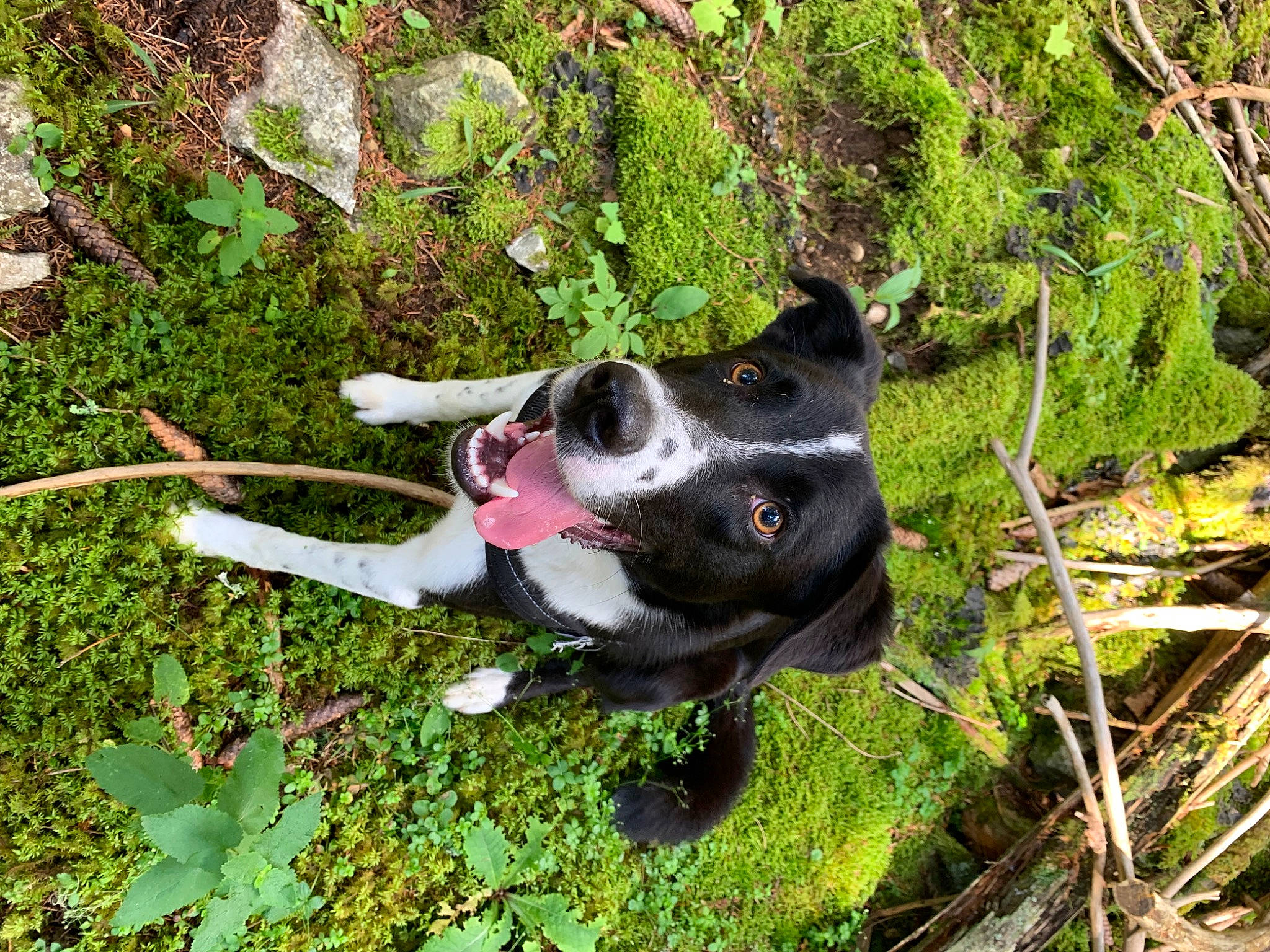 Scooby a rejoint le concours — aidez-le/la à gagner de superbes lots ! adventure, canidae, carmine, carnivore, collar, companion_dog, dog, dog_breed, dog_collar, fawn, grass, groundcover, non_sporting_group, plant, shrub, sporting_group, tail, tree, whiskers, working_animal