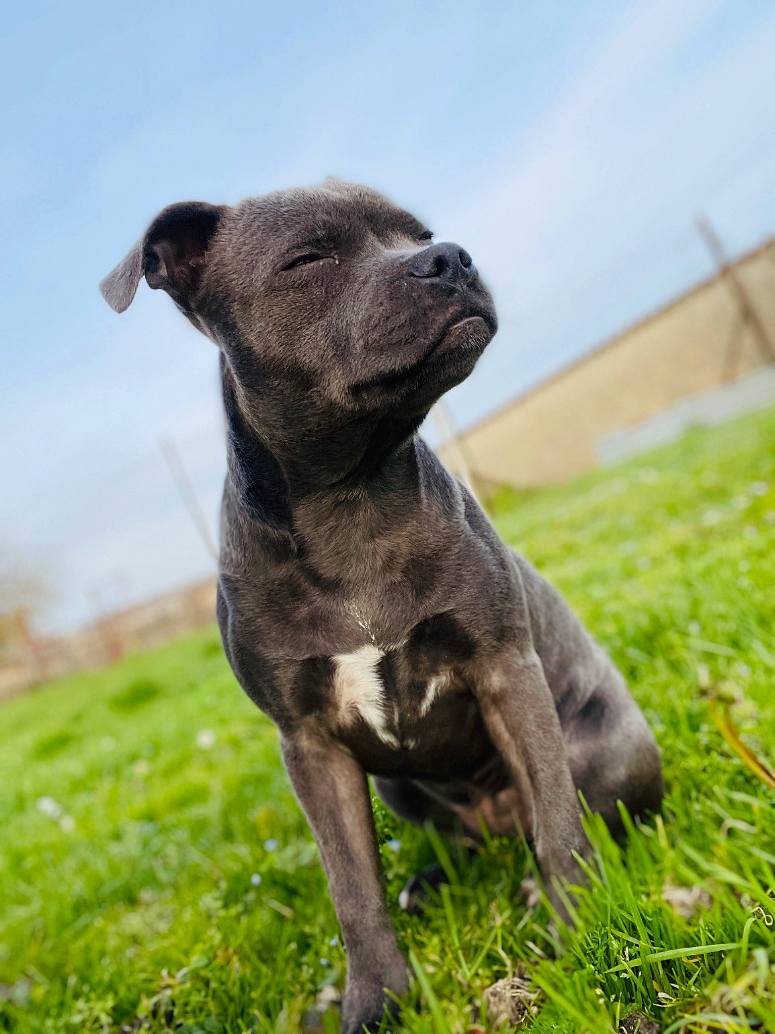 Rewa participe au concours pour gagner de l'argent avec cette photo : art, canidae, carnivore, cloud, collar, companion_dog, dog, dog_breed, fawn, grass, grassland, liver, mexican_hairless_dog, pasture, sky, sporting_group, tail, terrestrial_animal, whiskers, working_animal