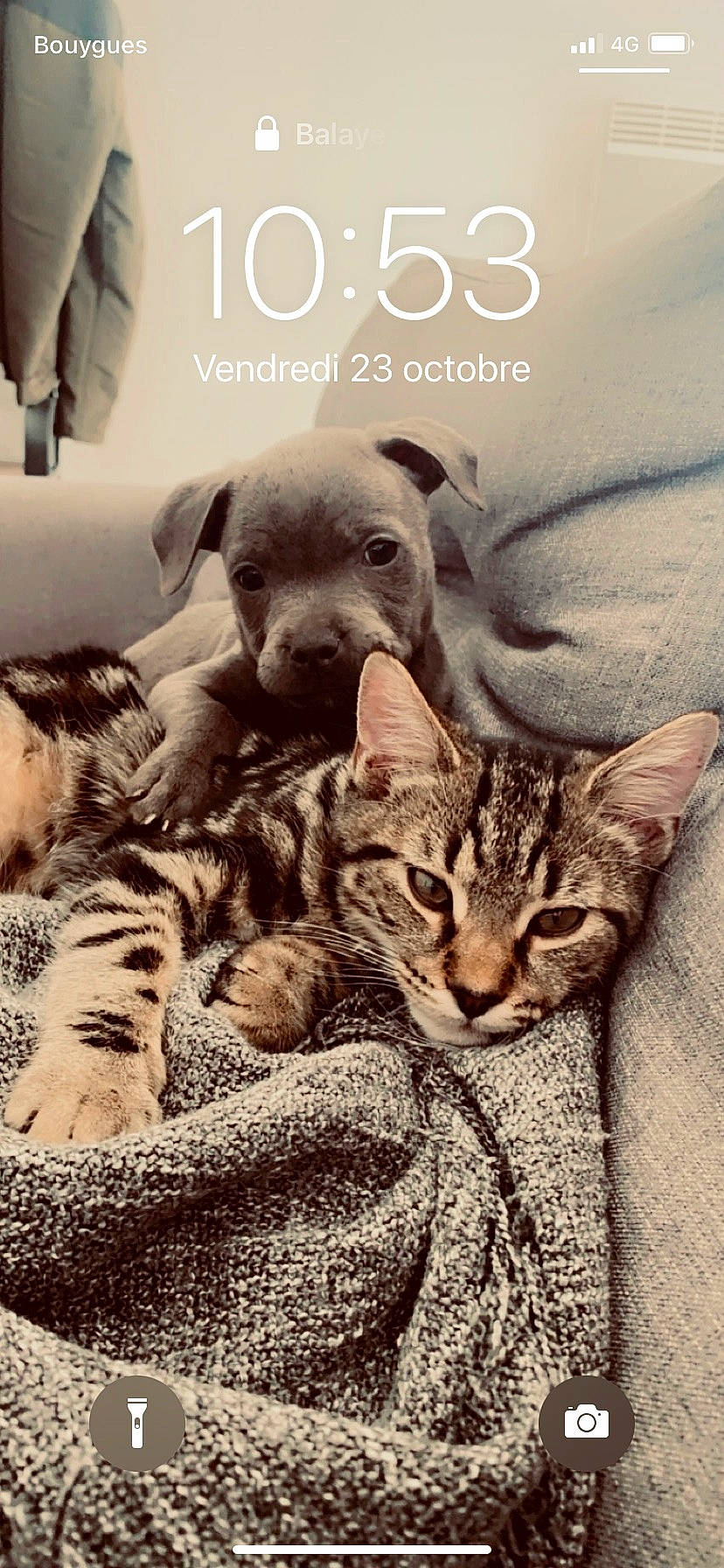 Rewa a rejoint le concours — aidez-le/la à gagner de superbes lots ! book, carnivore, cat, comfort, companion_dog, domestic_short_haired_cat, fawn, felidae, font, fur, illustration, linens, paw, photo_caption, poster, publication, small_to_medium_sized_cats, snout, terrestrial_animal, whiskers