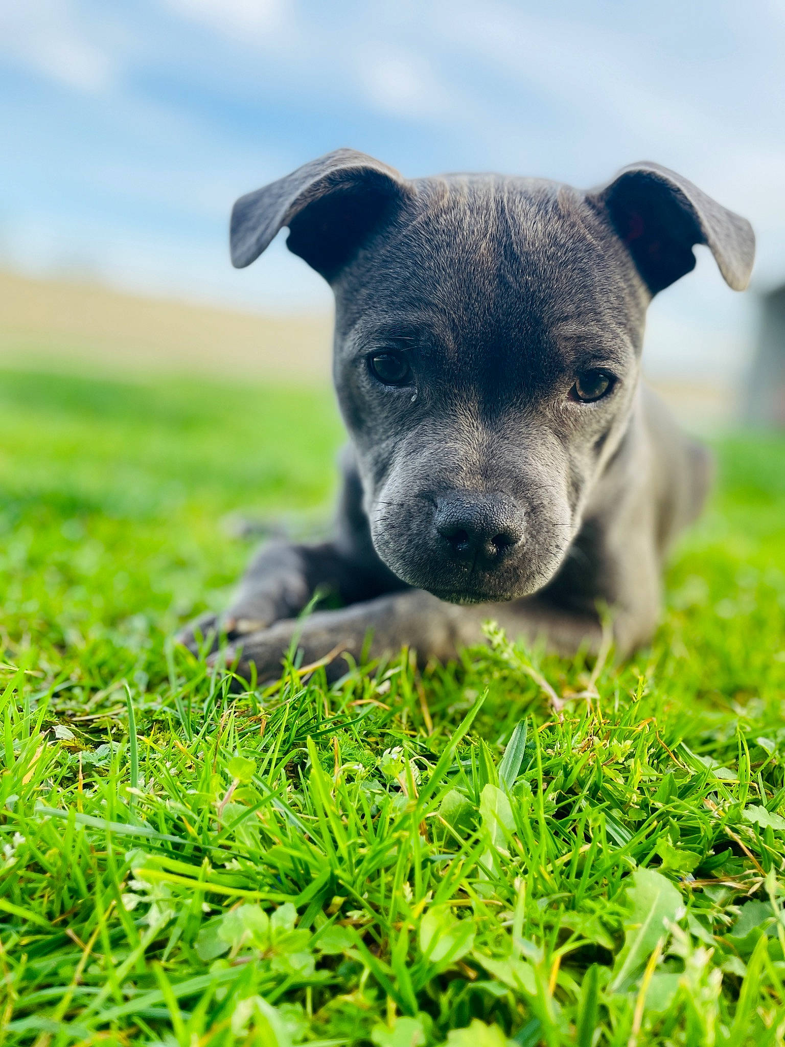 Rewa participe au concours pour gagner de l'argent avec cette photo : art, canidae, carnivore, companion_dog, dog, dog_breed, fawn, field, grass, grassland, groundcover, lawn, pasture, plant, prairie, snout, sporting_group, terrestrial_animal, whiskers, working_animal