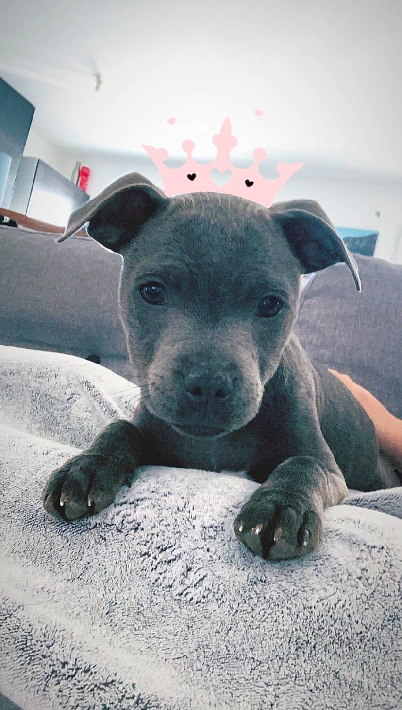 Rewa a rejoint le concours — aidez-le/la à gagner de superbes lots ! art, canidae, carnivore, companion_dog, dog, dog_breed, fawn, grey, non_sporting_group, ocean, snout, sporting_group, terrestrial_animal, tints_and_shades, whiskers, working_animal