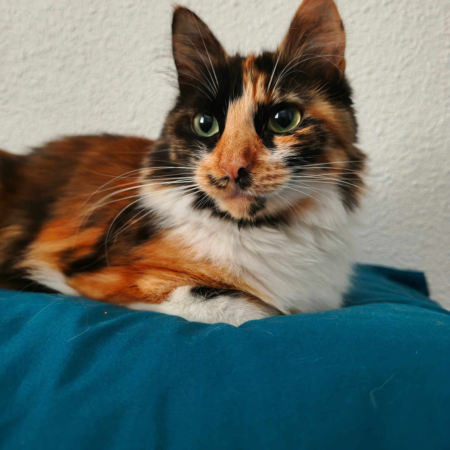 Yûbi a rejoint le concours — aidez-le/la à gagner de superbes lots ! cat, calico_cat, feline, pet, animal, fluffy, fur, whiskers, green_eyes, ears, face, portrait, close_up, lying_down, relaxed, blue_blanket, indoor, wall, bed, colorful_coat