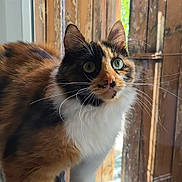 Yûbi participe au concours pour gagner de l'argent avec cette photo : cat, calico_cat, feline, pet, animal, whiskers, green_eyes, ears, fur, long_hair, multicolored, white_chest, standing, window, windowsill, wooden_shutters, rustic, indoors, portrait, natural_light