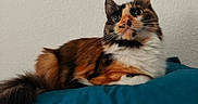 Yûbi a rejoint le concours — aidez-le/la à gagner de superbes lots ! cat, calico_cat, longhaired, fluffy, pet, animal, feline, blue_blanket, bed, indoors, portrait, closeup, lying_down, relaxed, staring, whiskers, ears, tail, multicolored_fur, home
