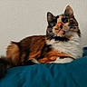 cat, calico_cat, longhaired, fluffy, pet, animal, feline, blue_blanket, bed, indoors, portrait, closeup, lying_down, relaxed, staring, whiskers, ears, tail, multicolored_fur, home