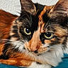 Yûbi participe au concours pour gagner de l'argent avec cette photo : cat, calico_cat, feline, pet, animal, close_up, portrait, whiskers, green_eyes, ears, fur, tricolor, orange_fur, black_fur, white_fur, lying_down, blanket, indoor, blue_background, staring