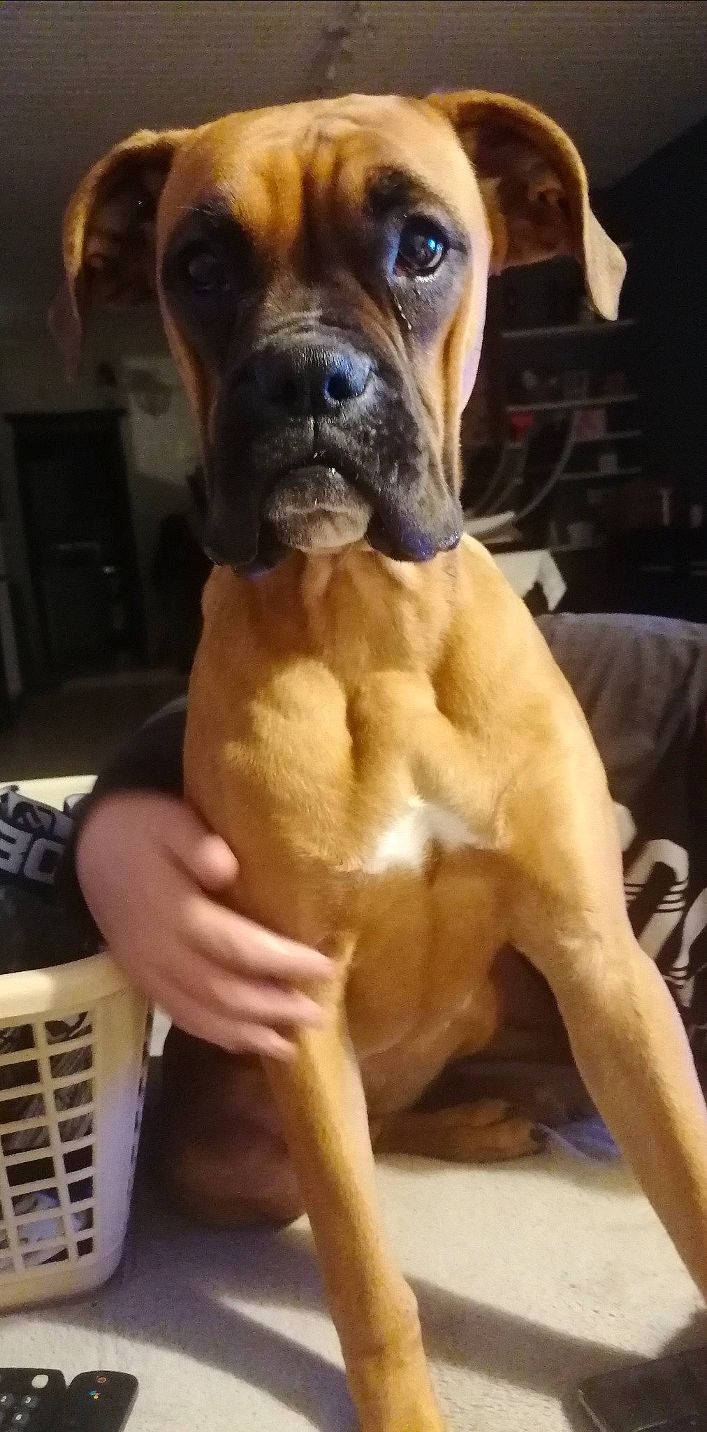 Sushi participe au concours pour gagner de l'argent avec cette photo : ancient_dog_breeds, boxer, canidae, carnivore, companion_dog, dog, dog_breed, fawn, molosser, non_sporting_group, sporting_group, whiskers, working_animal, working_dog, wrinkle