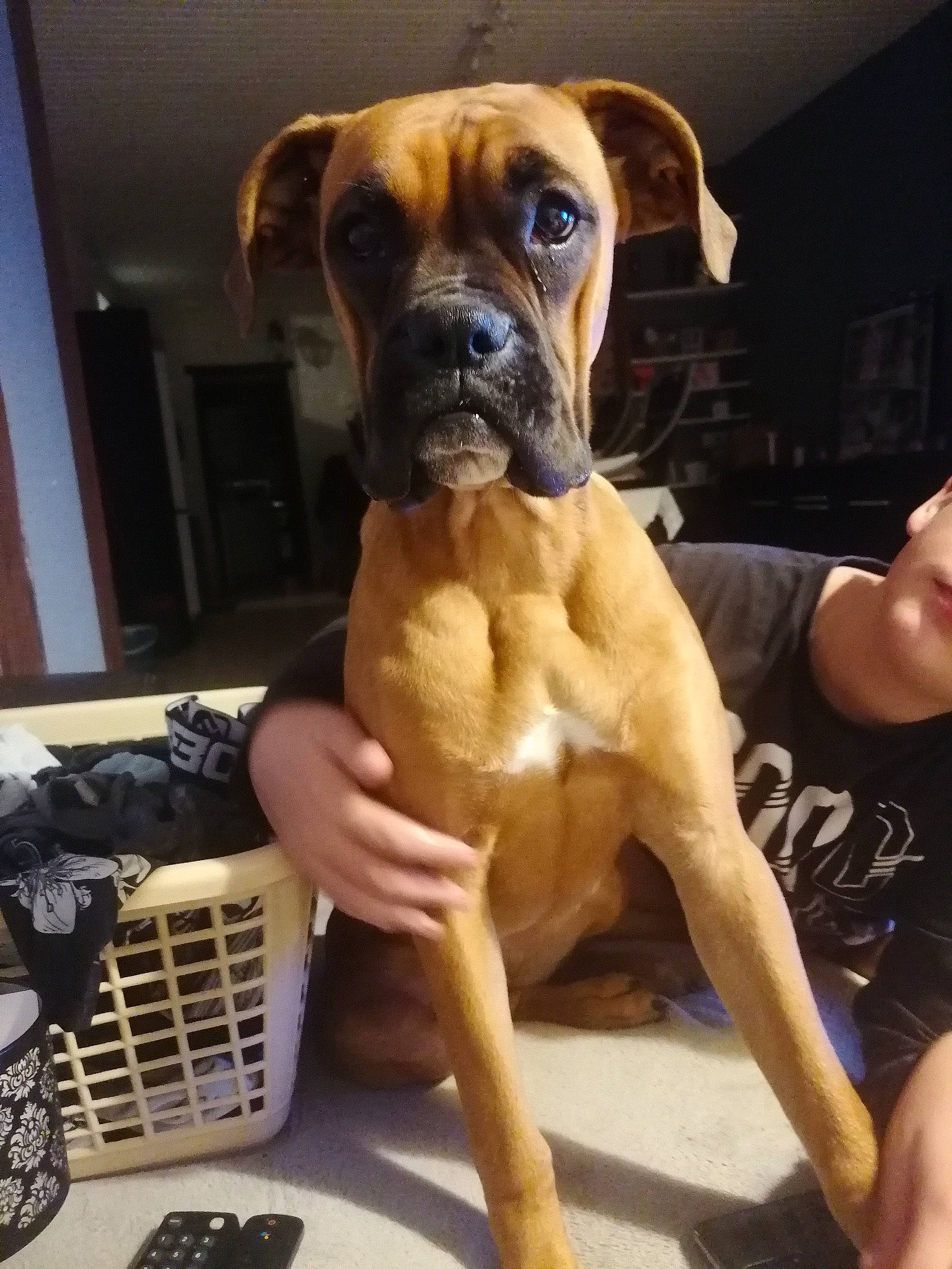 Sushi a rejoint le concours — aidez-le/la à gagner de superbes lots ! ancient_dog_breeds, boxer, canidae, carnivore, companion_dog, dog, dog_breed, dog_supply, fawn, guard_dog, input_device, molosser, office_equipment, pet_supply, snout, sporting_group, telephone, working_animal, working_dog, wrinkle