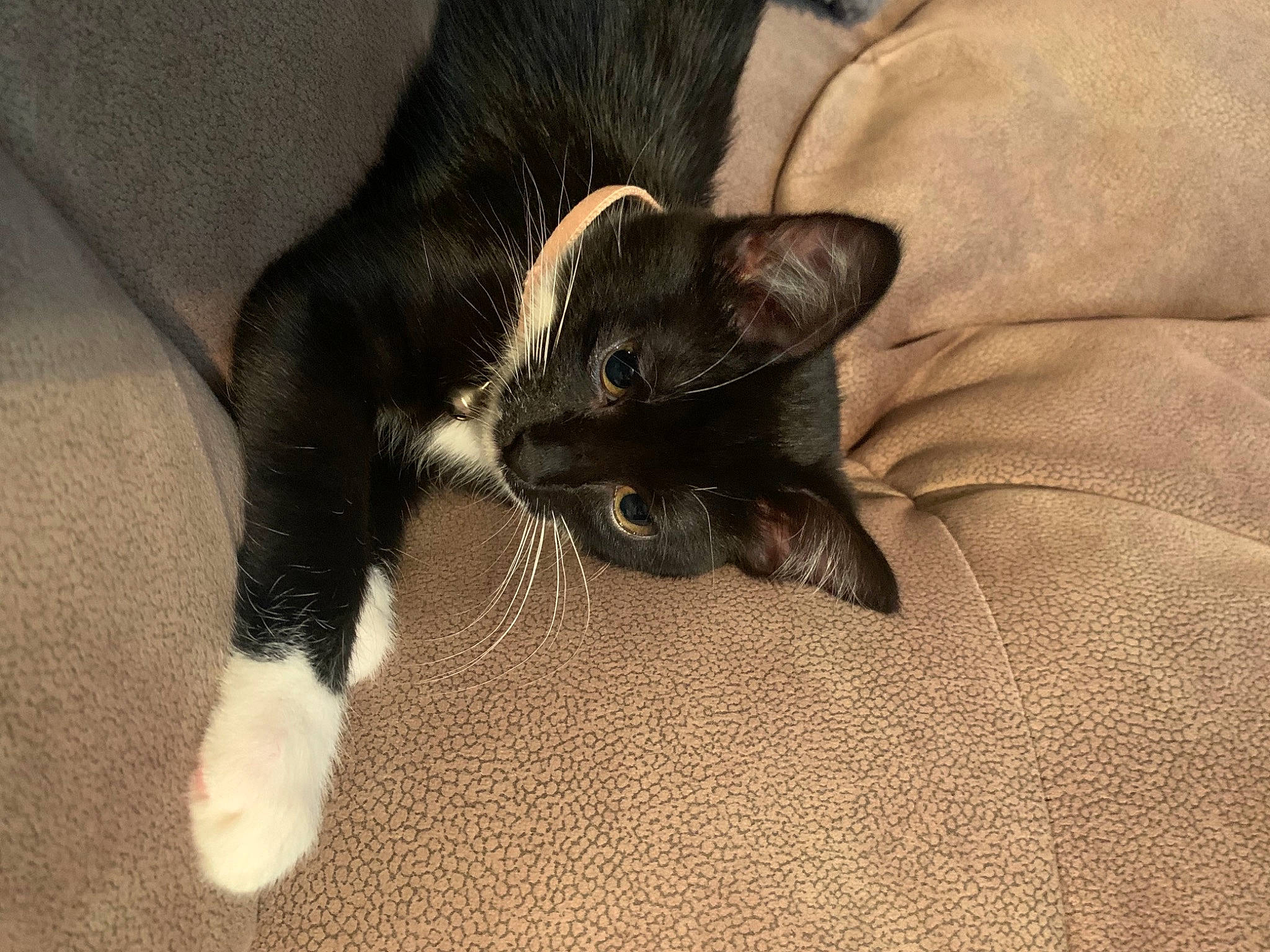 Minnie is registered to the contest to win money with this photo: black_cat, canidae, carnivore, cat, claw, comfort, dog_breed, domestic_short_haired_cat, ear, felidae, flooring, foot, fur, paw, small_to_medium_sized_cats, snout, sporting_group, tail, terrestrial_animal, whiskers