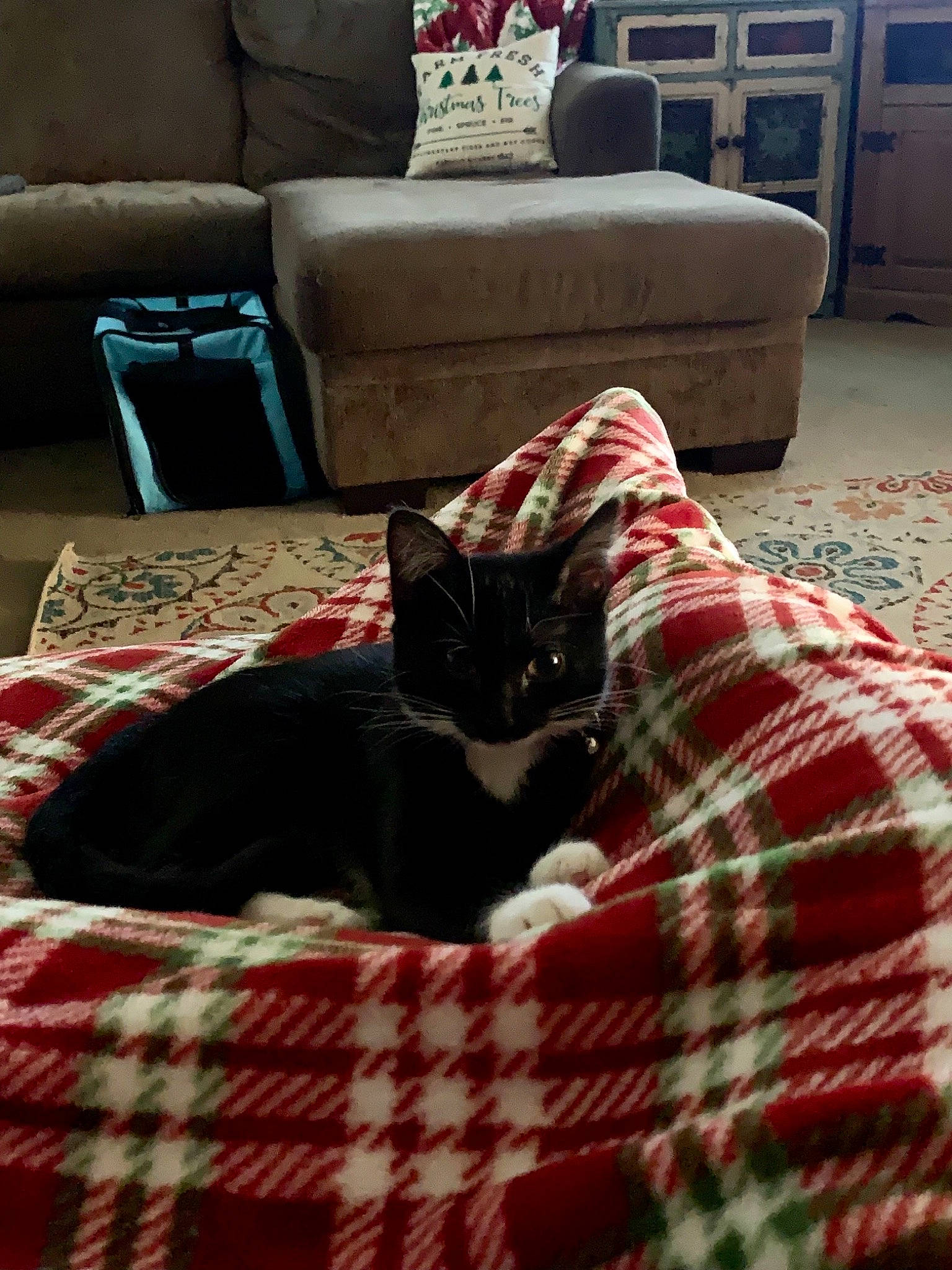 Minnie is registered to the contest to win money with this photo: blue, carnivore, cat, comfort, couch, felidae, floor, flooring, furniture, green, interior_design, linens, living_room, pattern, plaid, small_to_medium_sized_cats, tartan, textile, whiskers, wood