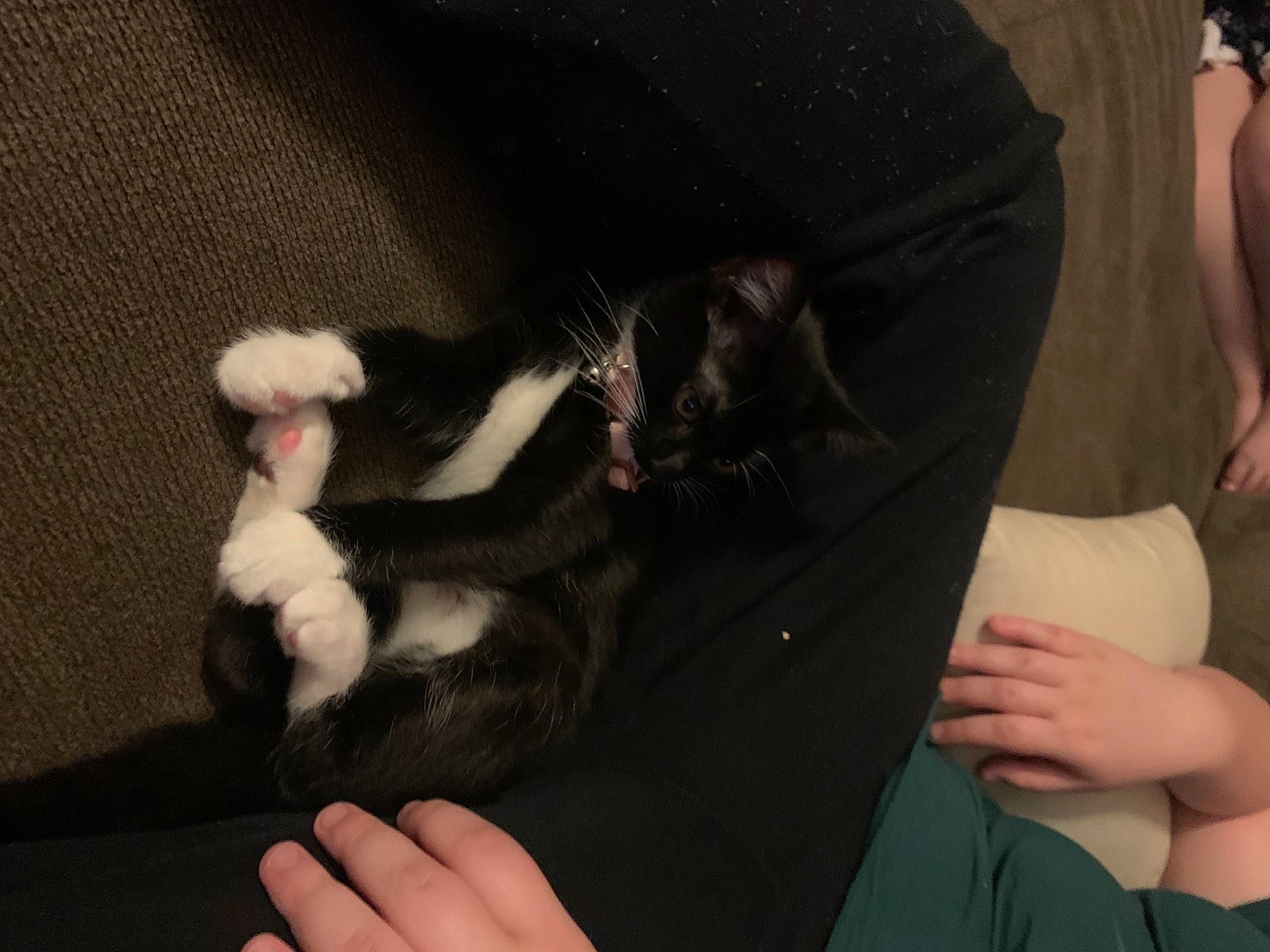 Minnie joined the competition — help win amazing prizes! carnivore, cat, comfort, companion_dog, dog_breed, ear, elbow, felidae, finger, fur, gesture, human_leg, mammal, nail, small_to_medium_sized_cats, tail, thigh, vertebrate, whiskers, wrist