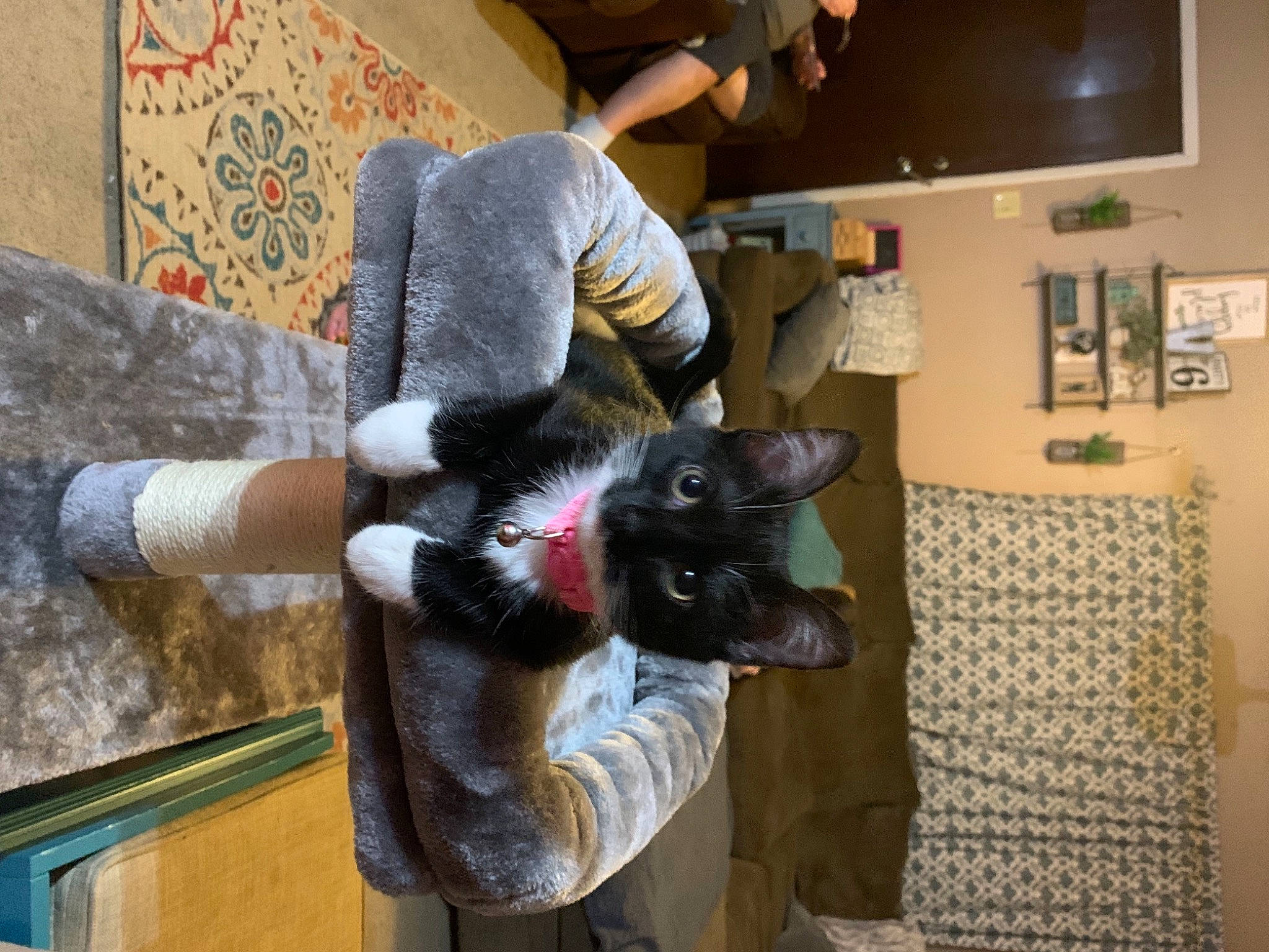 Minnie is registered to the contest to win money with this photo: canidae, carnivore, cat, comfort, companion_dog, dog_breed, domestic_short_haired_cat, fawn, felidae, flooring, fur, hardwood, natural_material, room, shelf, small_to_medium_sized_cats, sporting_group, tail, whiskers, wood