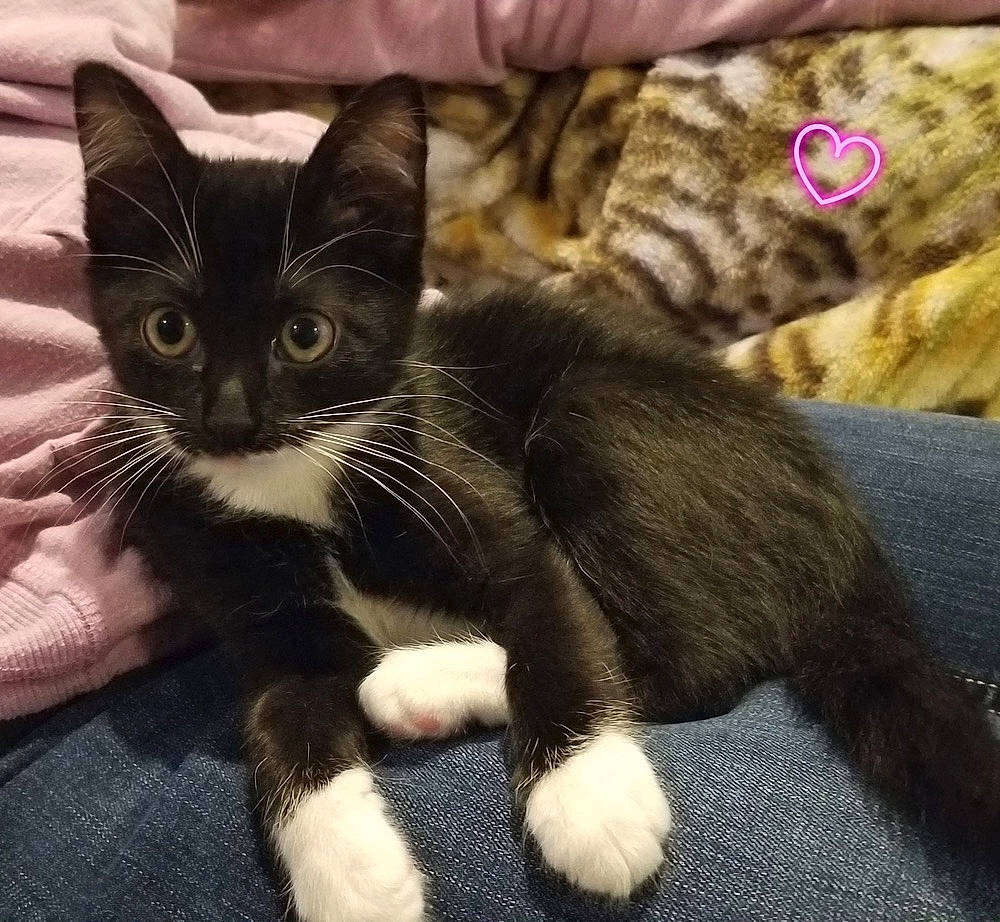 Minnie joined the competition — help win amazing prizes! black_cat, carnivore, cat, claw, comfort, domestic_short_haired_cat, felidae, foot, fur, paw, sitting, small_to_medium_sized_cats, snout, tail, terrestrial_animal, whiskers