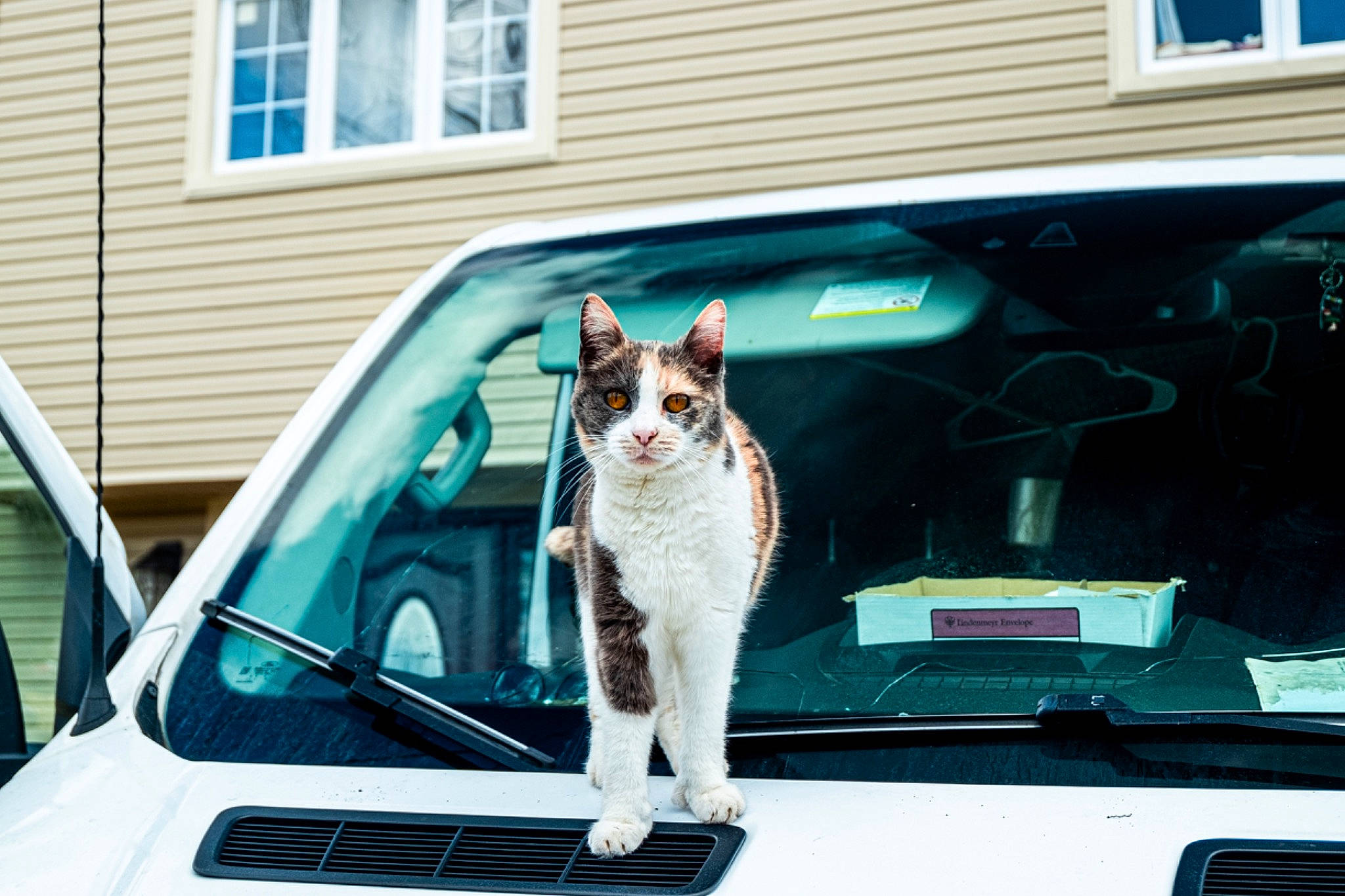 Doodles is registered to the contest to win money with this photo: automotive_design, automotive_exterior, automotive_lighting, automotive_mirror, blue, car, carnivore, cat, fawn, felidae, hood, mammal, mode_of_transport, motor_vehicle, small_to_medium_sized_cats, vehicle, vehicle_door, vertebrate, whiskers, window