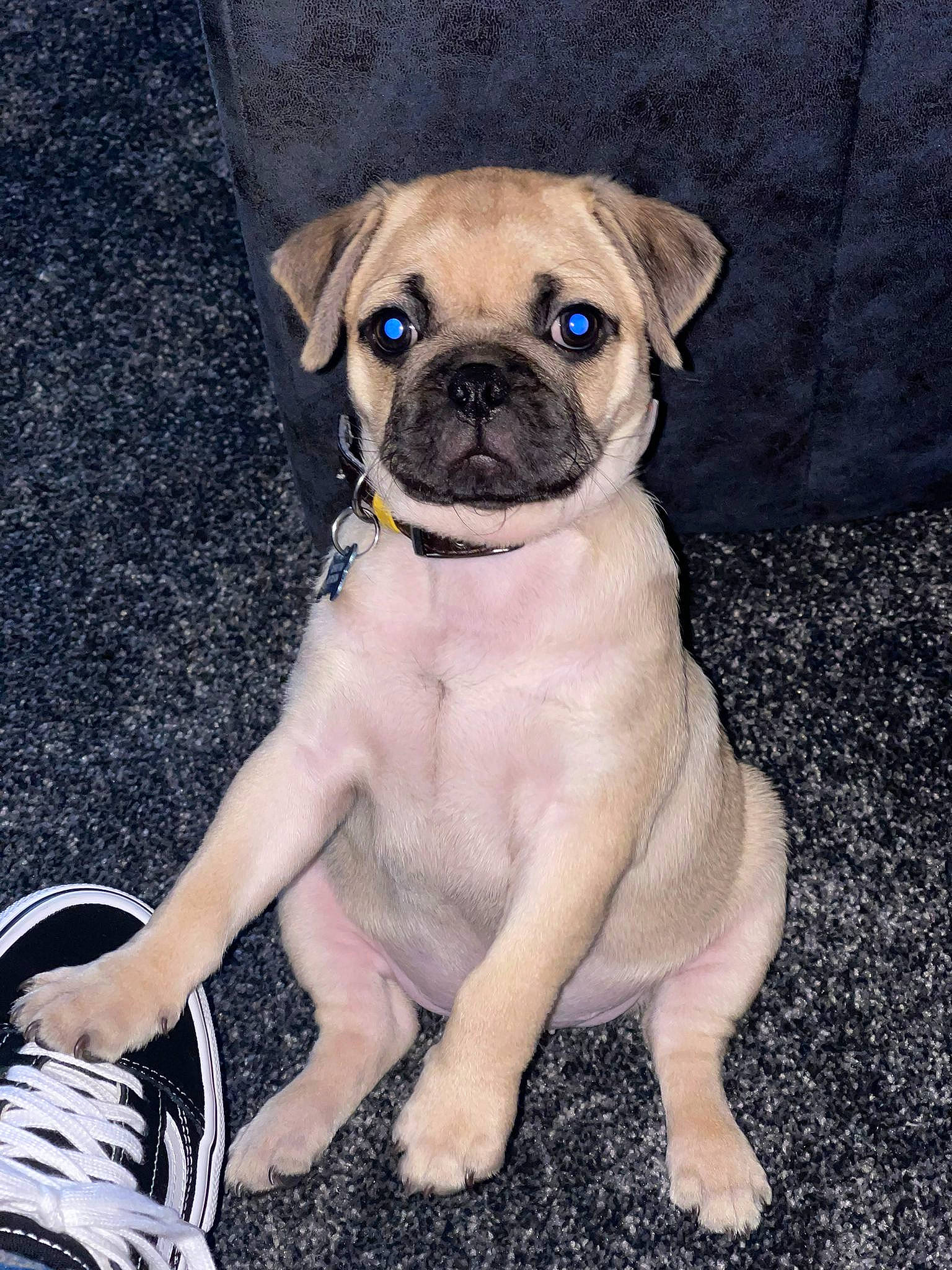 Mukka joined the competition — help win amazing prizes! ancient_dog_breeds, canidae, carnivore, collar, companion_dog, dog, dog_breed, dog_collar, dog_supply, fawn, non_sporting_group, pug, puppy, snout, sporting_group, toy_dog, walking_shoe, whiskers, working_animal, wrinkle