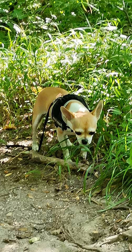 Seth a rejoint le concours — aidez-le/la à gagner de superbes lots ! canidae, carnivore, companion_dog, dog, dog_breed, fawn, forest, grass, jungle, non_sporting_group, plant, plant_community, snout, sporting_group, tail, terrestrial_animal, terrestrial_plant, tree, wildlife, working_animal