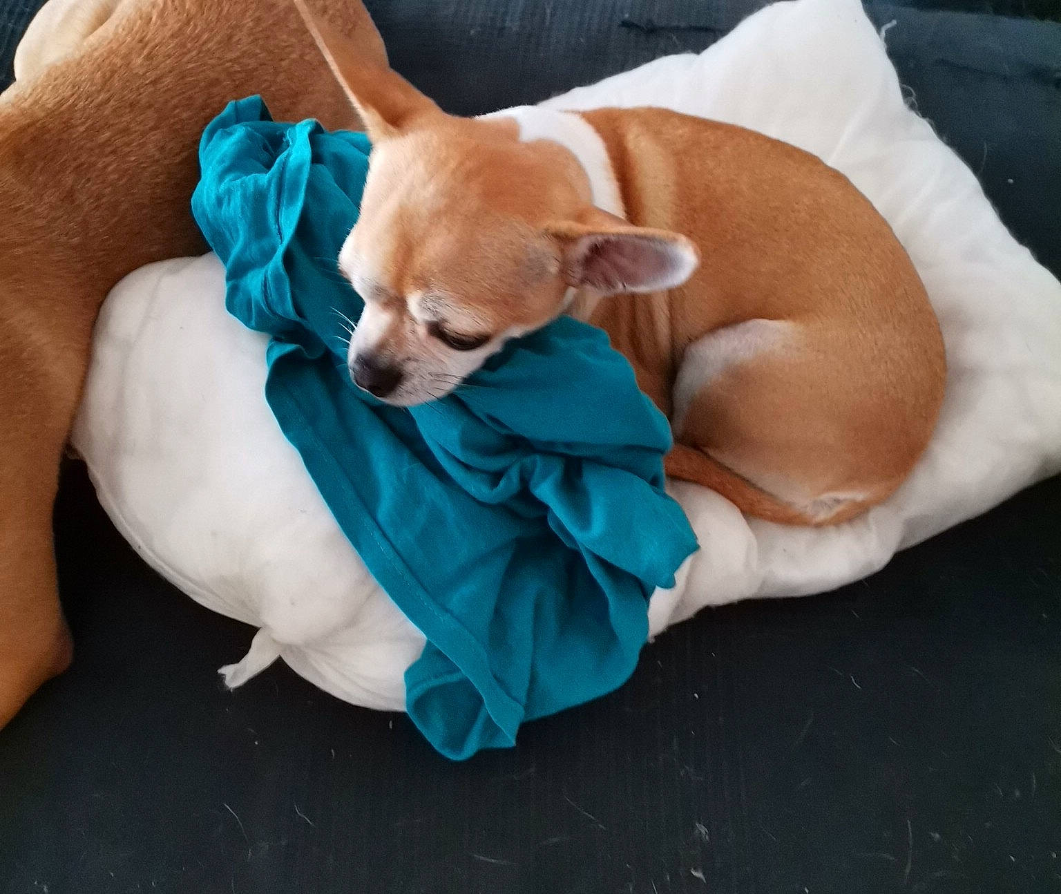Seth participe au concours pour gagner de l'argent avec cette photo : carnivore, chihuahua, comfort, companion_dog, dog, dog_breed, dog_clothes, dog_supply, fashion_accessory, fawn, linens, paw, plush, snout, sporting_group, stuffed_toy, tail, toy, toy_dog, working_animal