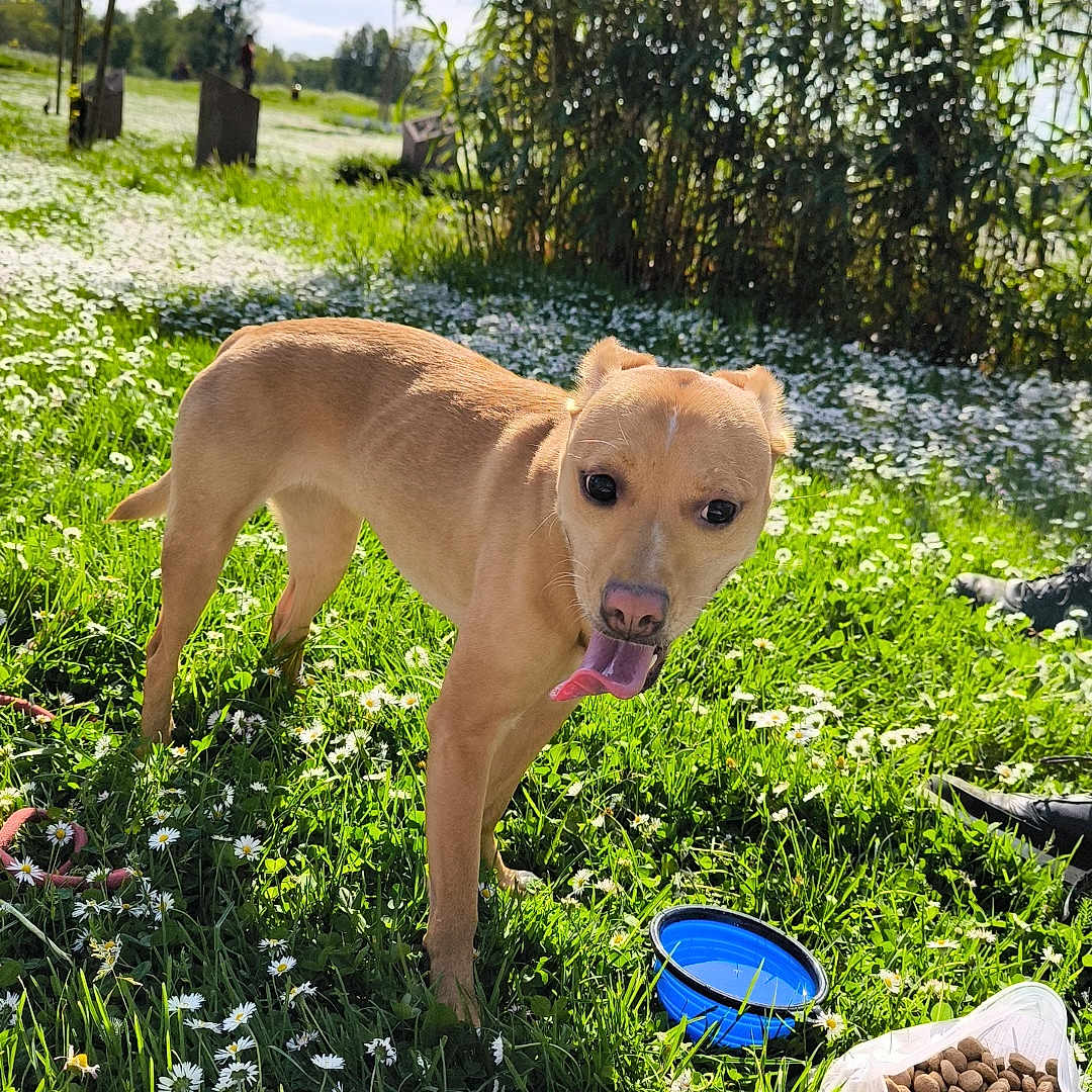 Thaïyna a rejoint le concours — aidez-le/la à gagner de superbes lots ! animal, canine, dog, field, grass, grassland, herbal, herbs, nature, outdoors, park, person, pet, plant, puppy, soil, summer, tree, vegetation, yard