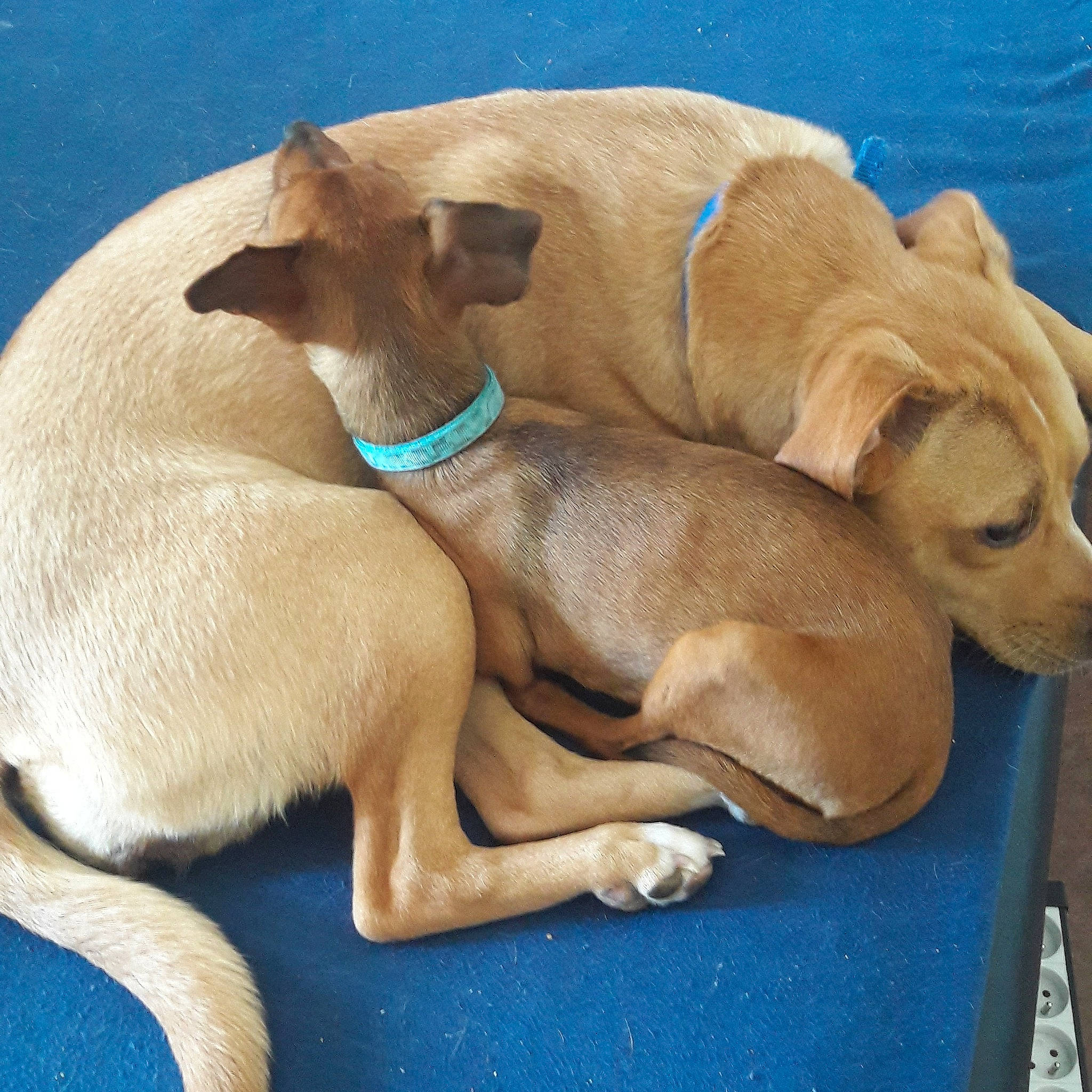 Thaïyna a rejoint le concours — aidez-le/la à gagner de superbes lots ! canidae, carnivore, comfort, companion_dog, dog, dog_breed, dog_supply, ear, fawn, liver, nap, non_sporting_group, paw, pet_supply, sleep, snout, sporting_group, tail, terrestrial_animal, working_animal