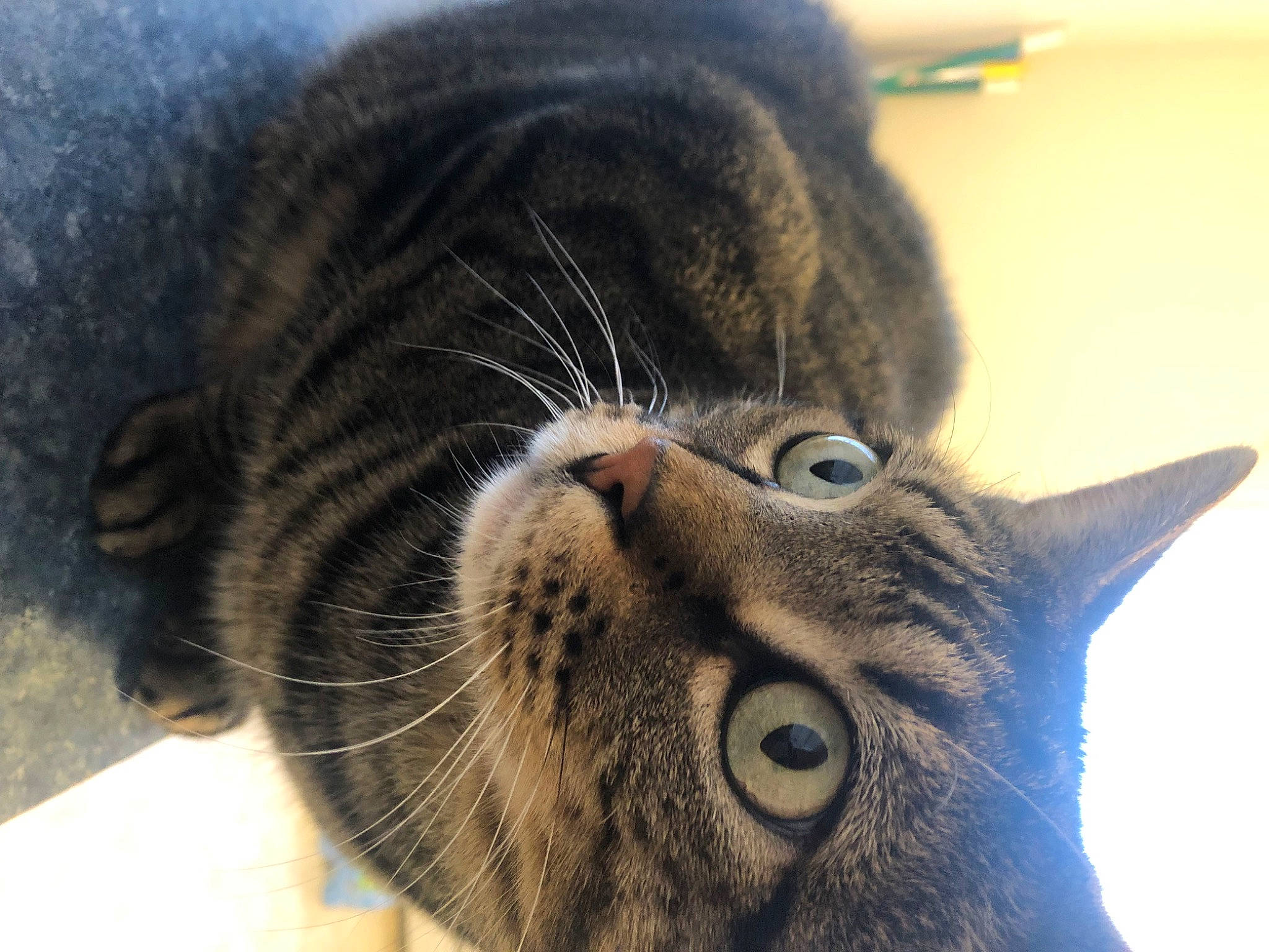 Romeo is registered to the contest to win money with this photo: black_cat, carnivore, cat, claw, domestic_short_haired_cat, ear, eye, felidae, fur, hair, head, iris, paw, small_to_medium_sized_cats, snout, terrestrial_animal, vertebrate, whiskers, wildlife, wrinkle