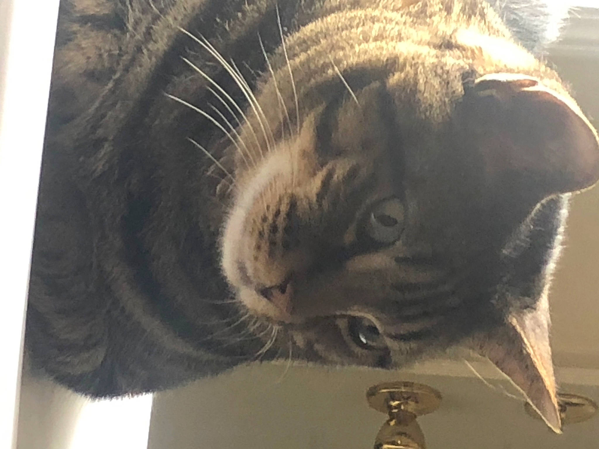 Romeo joined the competition — help win amazing prizes! carnivore, cat, claw, domestic_short_haired_cat, ear, eye, felidae, fur, paw, small_to_medium_sized_cats, snout, tail, terrestrial_animal, whiskers, wildlife, window