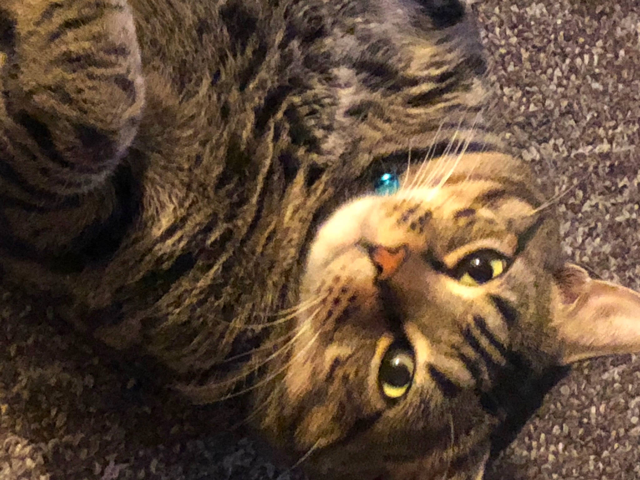 Romeo joined the competition — help win amazing prizes! carnivore, cat, darkness, domestic_short_haired_cat, felidae, fur, grass, small_to_medium_sized_cats, snout, terrestrial_animal, whiskers, wildlife, wood