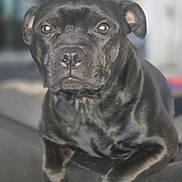 Avena a rejoint le concours — aidez-le/la à gagner de superbes lots ! dog, black_dog, pet, portrait, close_up, indoor, sofa, sitting, front_paws, glossy_coat, brown_eyes, wet_nose, short_fur, stocky_build, alert_expression, calm, blurred_background, shallow_depth_of_field, domestic_interior, companion