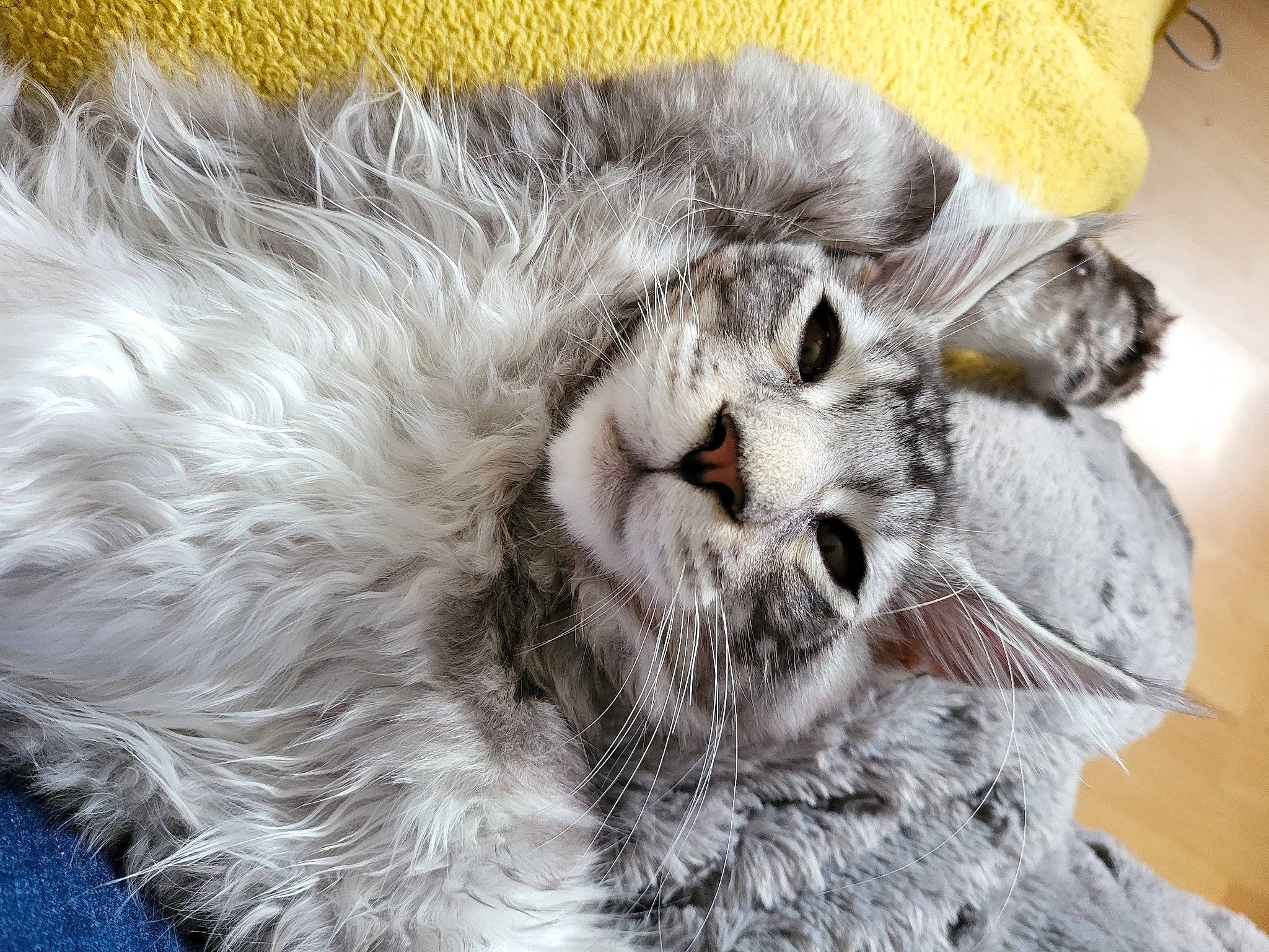 Albie joined the competition — help win amazing prizes! carnivore, cat, claw, domestic_short_haired_cat, event, fang, felidae, fur, grey, paw, photography, plant, small_to_medium_sized_cats, snout, tail, terrestrial_animal, whiskers, wildlife