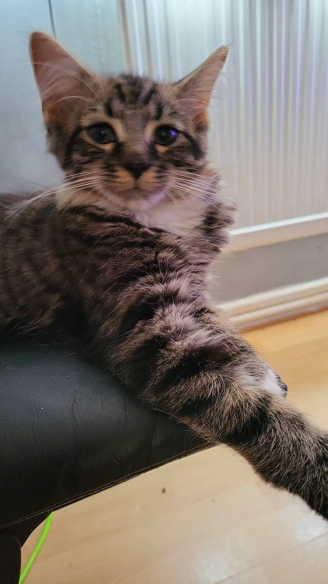 Ralphie joined the competition — help win amazing prizes! carnivore, cat, claw, domestic_short_haired_cat, felidae, fur, paw, sitting, small_to_medium_sized_cats, snout, tail, terrestrial_animal, whiskers, wildlife