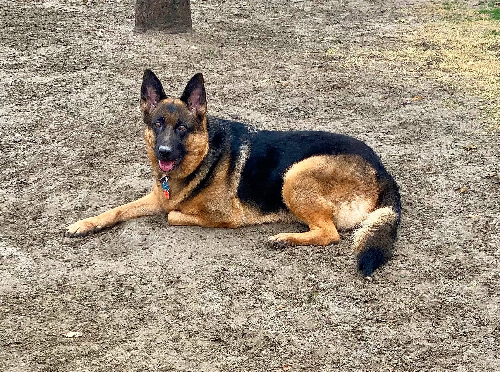 Zoey joined the competition — help win amazing prizes! canidae, carnivore, companion_dog, dog, dog_breed, east_european_shepherd, fawn, german_shepherd_dog, herding_dog, king_shepherd, old_german_shepherd_dog, road_surface, sporting_group, terrestrial_animal, working_dog