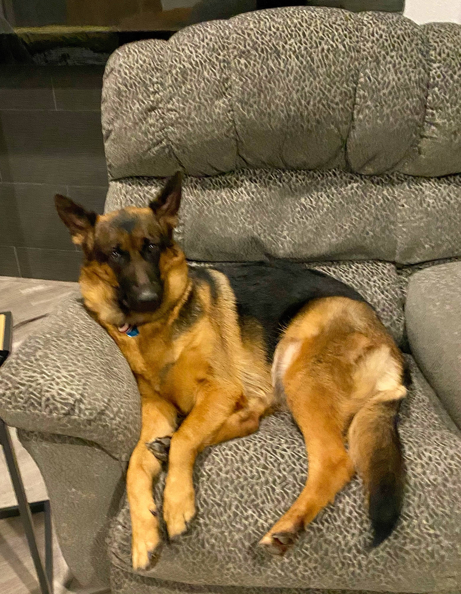 Zoey joined the competition — help win amazing prizes! belgian_shepherd_malinois, carnivore, comfort, companion_dog, couch, dog, dog_breed, east_european_shepherd, fawn, fur, german_shepherd_dog, guard_dog, herding_dog, king_shepherd, old_german_shepherd_dog, paw, snout, street_dog, terrestrial_animal, working_dog