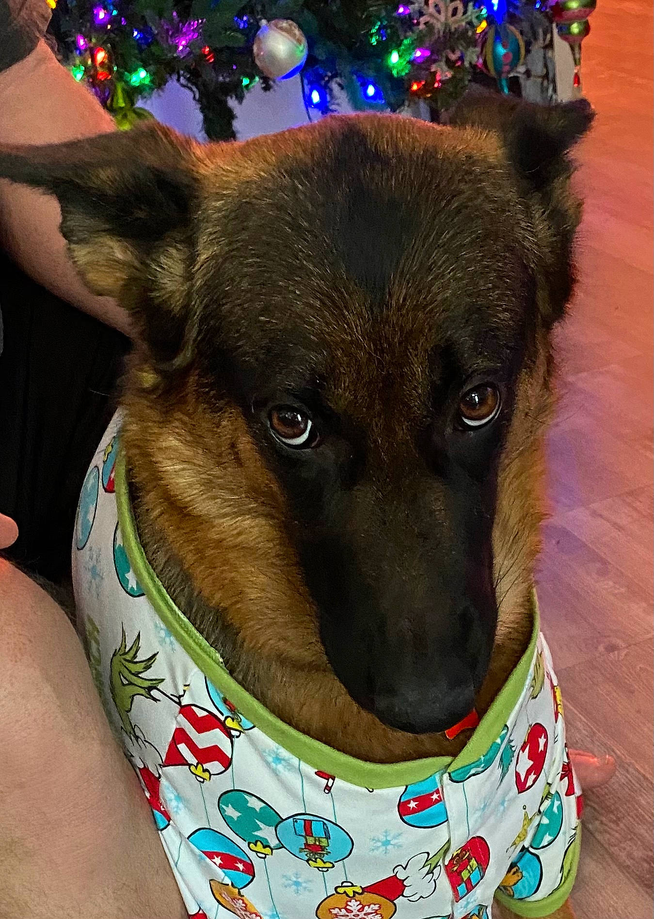 Zoey joined the competition — help win amazing prizes! blue, canidae, carnivore, christmas_tree, collar, companion_dog, dog, dog_breed, dog_collar, dog_supply, ear, event, fawn, head, party_hat, pet_supply, snout, sporting_group, whiskers, working_animal