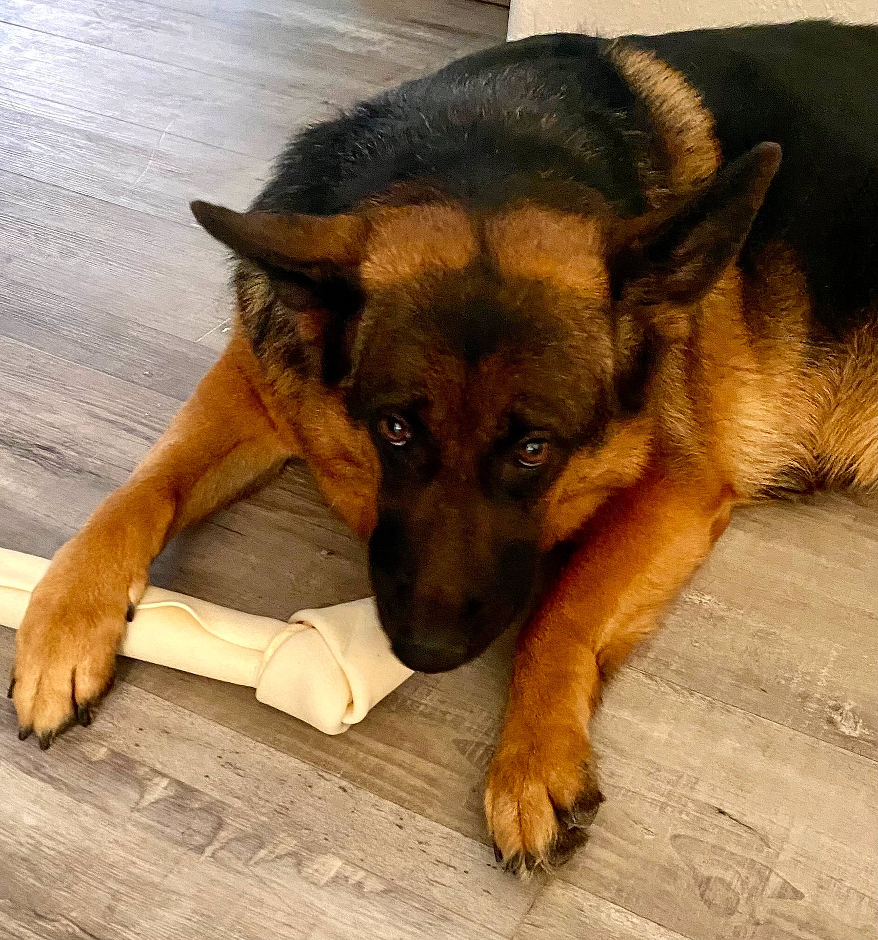 Zoey is registered to the contest to win money with this photo: canidae, carnivore, companion_dog, dog, dog_breed, ear, fawn, flooring, foot, fur, german_shepherd_dog, guard_dog, hardwood, herding_dog, old_german_shepherd_dog, paw, plant, snout, street_dog, wood